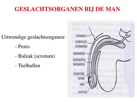 Zichtbare geslachtsdelen van de man